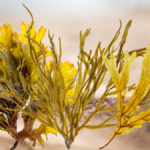 farinha de alga em alimentos sem glúten