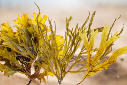 farinha de alga em alimentos sem glúten
