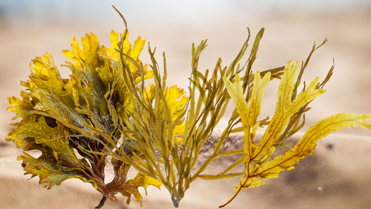 farinha de alga em alimentos sem glúten