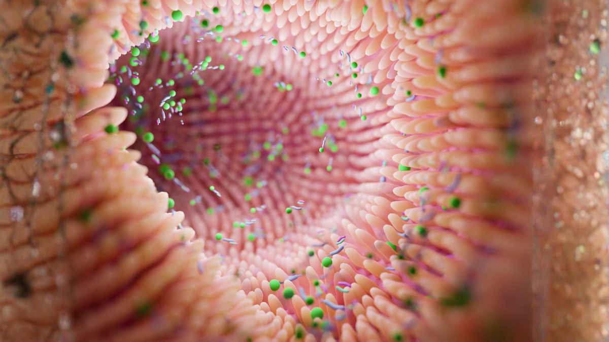 Intestino permeável