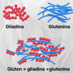 Gliadina e glutenina