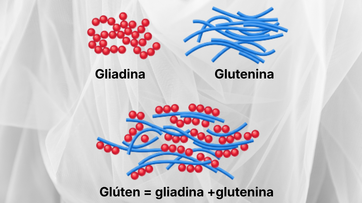 Gliadina e glutenina