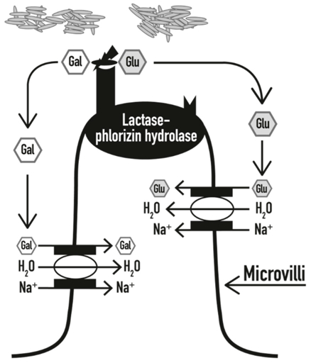 mecanismo de ação da lactase na borda em escova do intestino delgado, com hidrólise da lactose em glicose e galactose